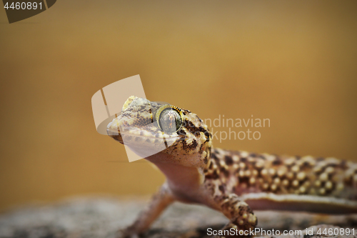 Image of portrait of curious mediterranean house gecko