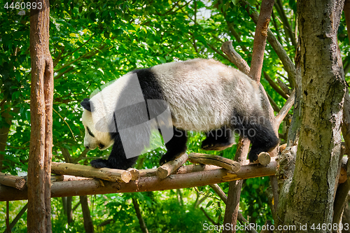 Image of Giant panda bear in China