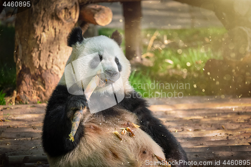 Image of Giant panda bear in China