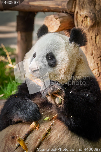 Image of Giant panda bear in China