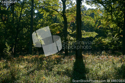 Image of Backlit oak trees in morning sun