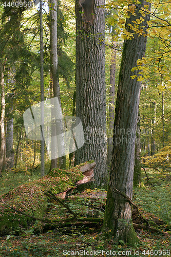 Image of Deciduous stand in autumn morning