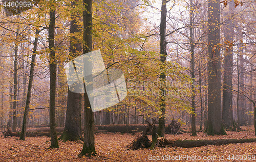 Image of Misty morning in autumnal forest