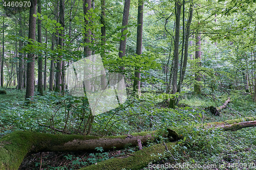 Image of Alder tree deciduous stand