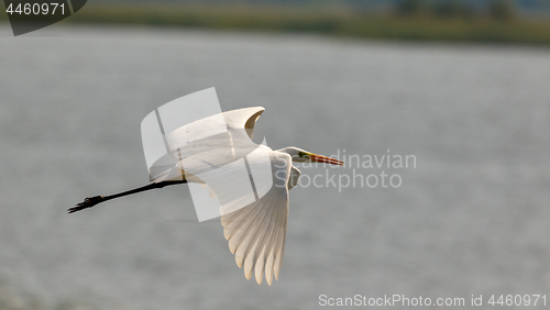 Image of Great Egret(Ardea alba) in flight