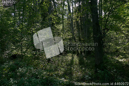 Image of Old natural deciduous stand in autumn