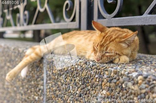 Image of Red street cat is sleeping outside