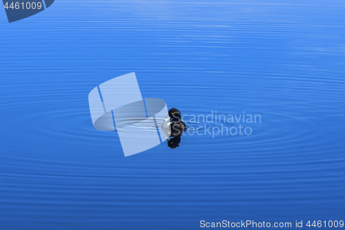 Image of Black and white duckling on surface of blue lake