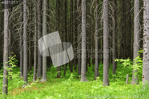 Image of Wild pine forest background in summer day