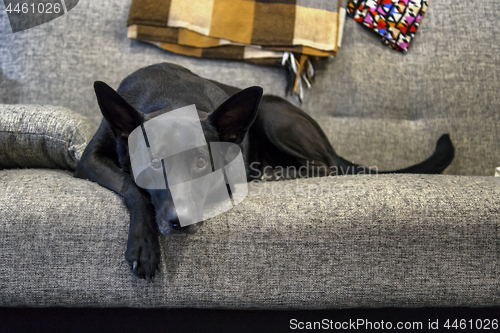 Image of Black shepherd dog sad without owner on couch