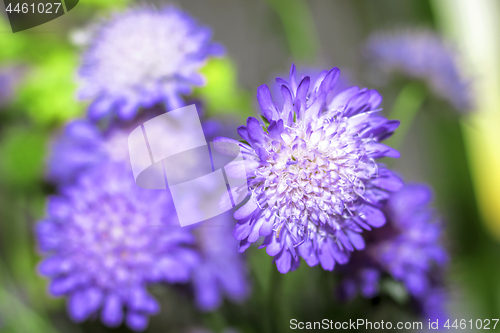 Image of Bouquet of tender blue-violet flowers