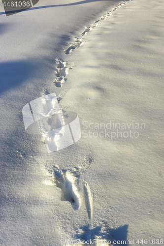 Image of Traces of footprints in snowdrifts in winter