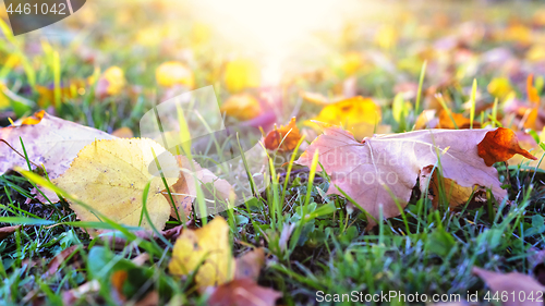 Image of Autumn leaves on grass at setting sun