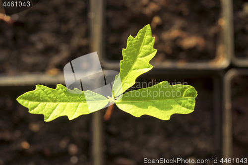 Image of Green small seedling in cell