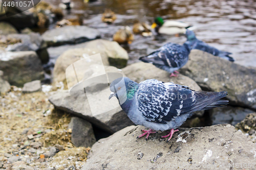 Image of Rock doves on river shore in autumn