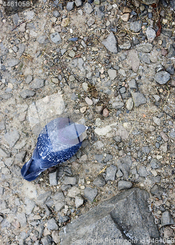 Image of Pigeon on rocky ground in food search