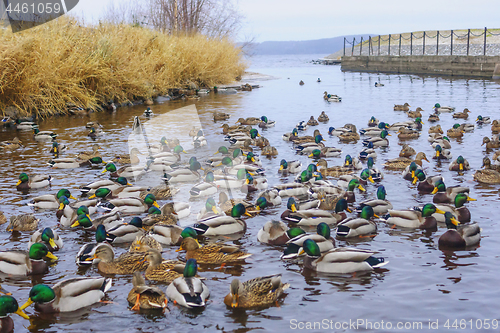 Image of Flock of ducks and drakes going to wintering in river mouth