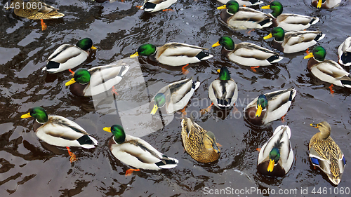 Image of Ducks and drakes pattern in river