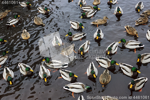 Image of Flock of ducks going to wintering in river