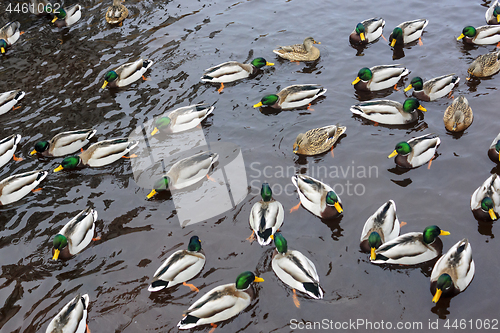 Image of Many ducks in river in autumn