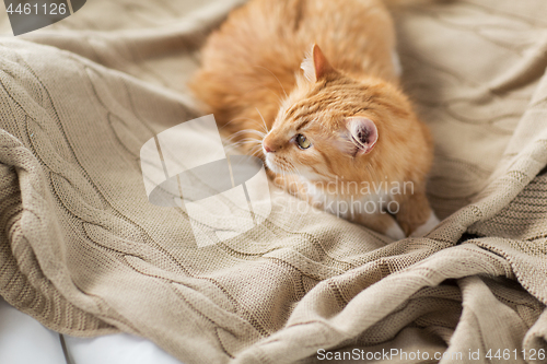 Image of red tabby cat lying on blanket at home in winter