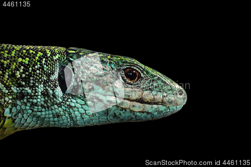Image of Green lizard isolated portrait