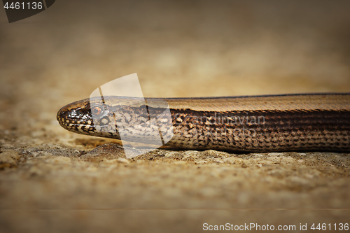 Image of closeup of juvenile slow worm