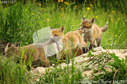 Image of playful red fox cubs