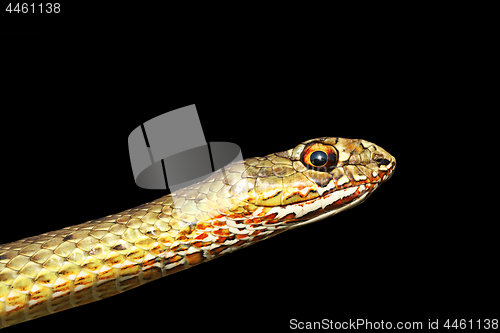 Image of portrait of beautiful snake