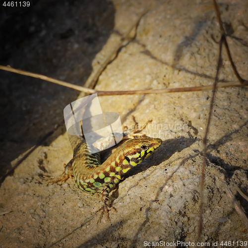 Image of rare Milos wall lizard