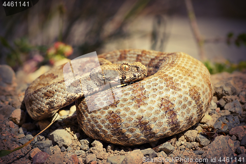 Image of full length Milos viper in natural habitat