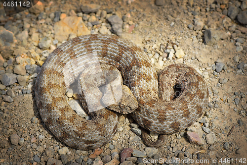 Image of rarest european viper in Milos island