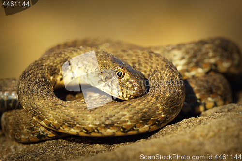 Image of dice snake showing thanatosis