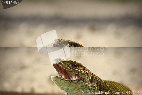 Image of portrait of angry green lizard