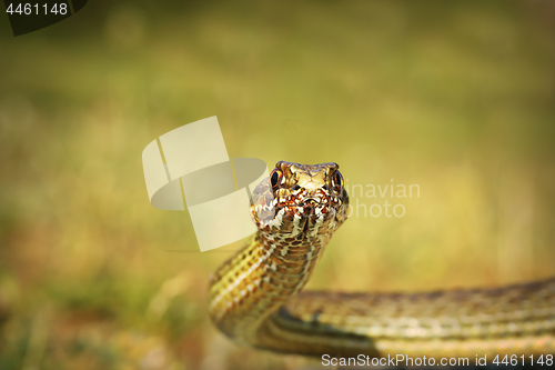 Image of eastern montpellier snake portrait