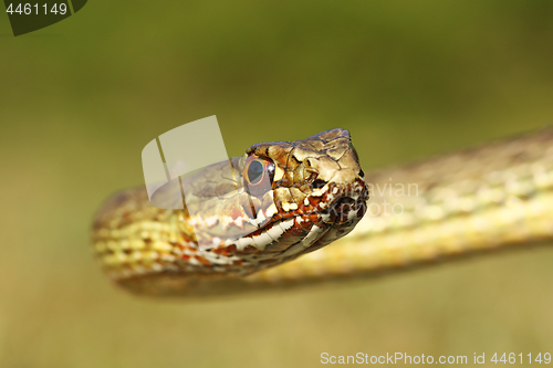 Image of portrait of montpellier snake