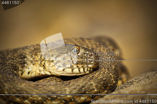 Image of closeup of dice snake