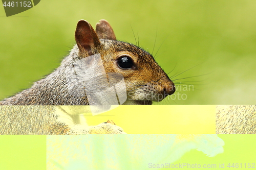Image of portrait of grey squirrel