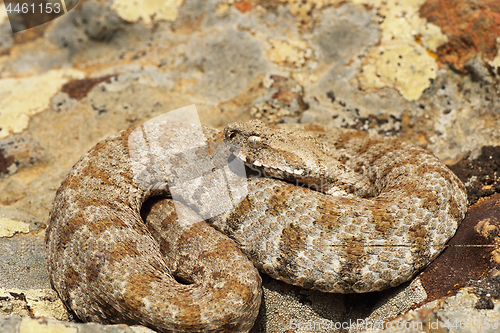 Image of Milos viper, full length wild animal