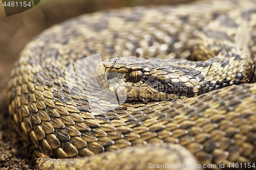 Image of close up of female orsinii viper