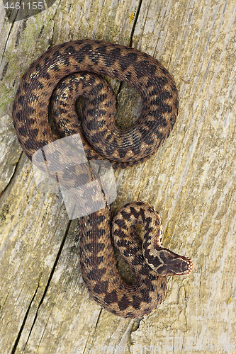 Image of full length Vipera berus basking on wood board