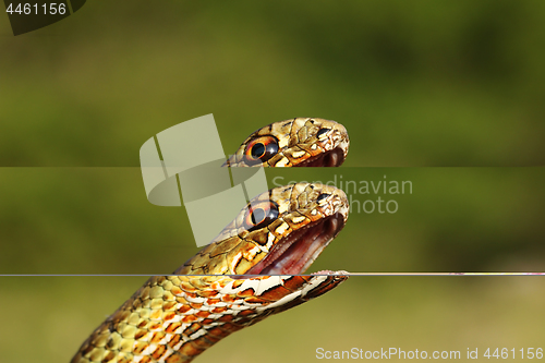 Image of angry eastern montpellier snake