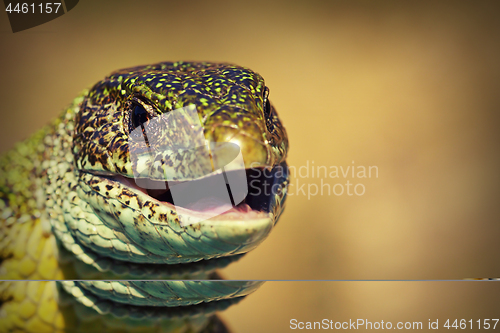 Image of macro view of a green lizard head