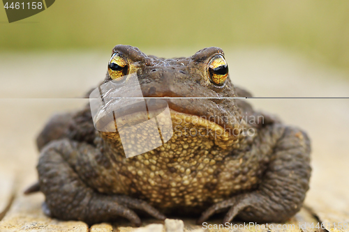 Image of cute common brown toad looking at the camera