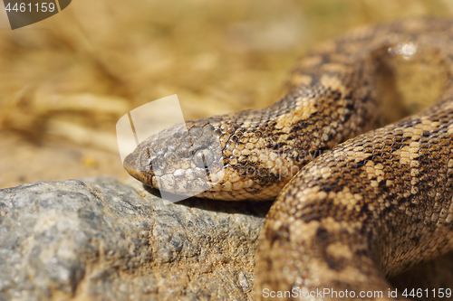 Image of juvenile javelin sand boa