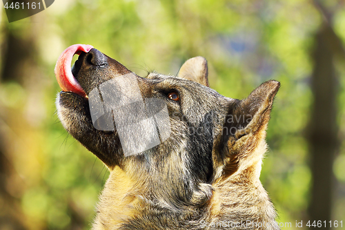 Image of domestic dog begging for food