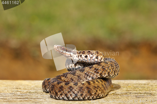 Image of common adder on wooden board