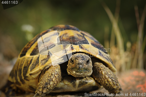 Image of closeup of Testudo hermanni  in natural habitat