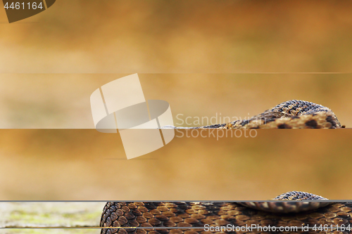 Image of beautiful common european adder