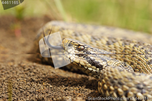 Image of beautiful meadow adder close up of head